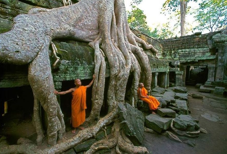 Tree Roots overgrowing Ta Prohm Temple at Siem Reap in northern Cambodia