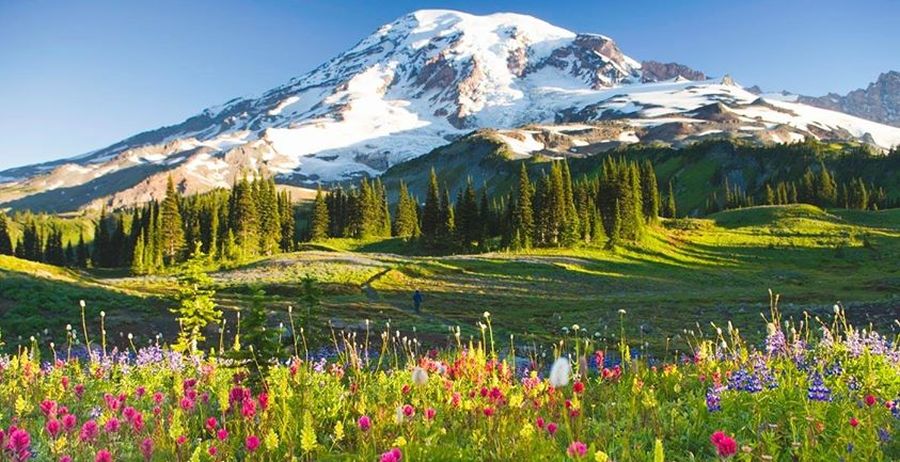 Mount Rainier ( 4392m ) Pacific Ranges, Washington State, USA from Colquhoun Peak