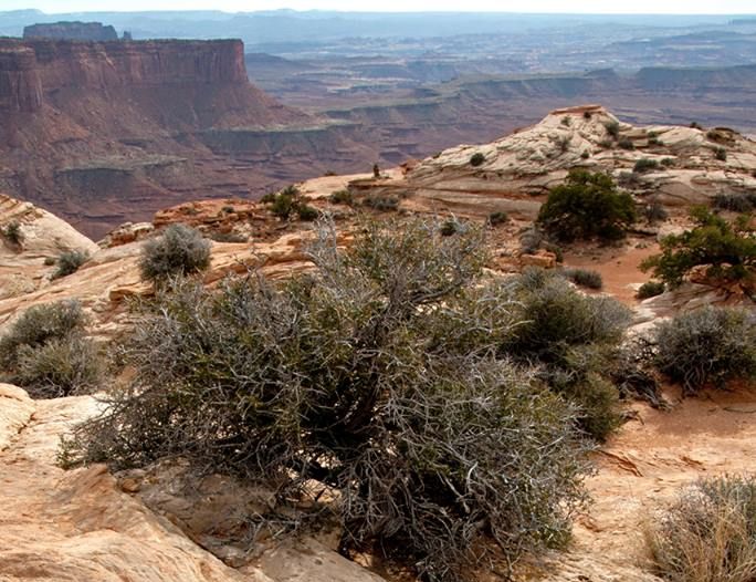 Overlook from Island in the Sky, Canyonlands