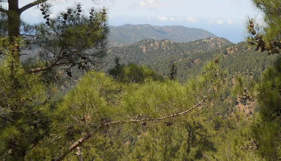 Forested hills of Tylliria on route to Stavros ios Psokas