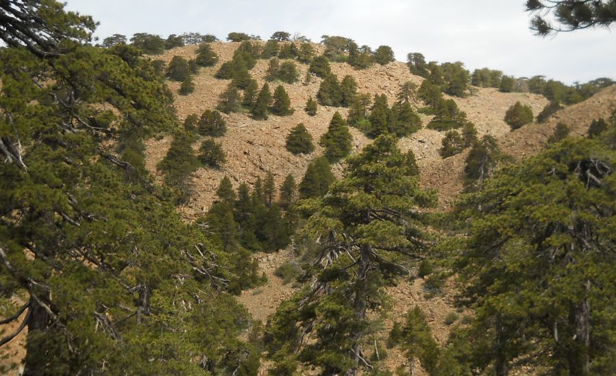 Summit slopes of Mount Olympus