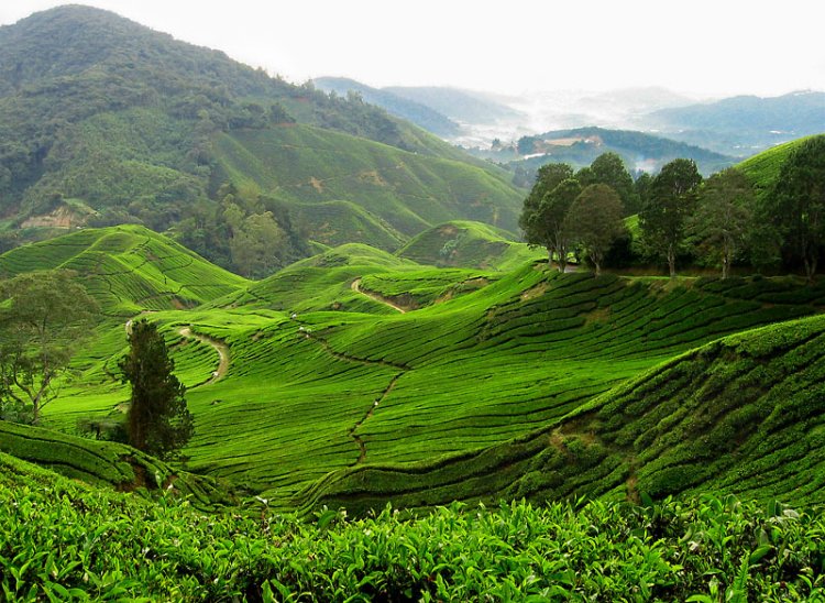 Tea Plantations in Cameron Highlands