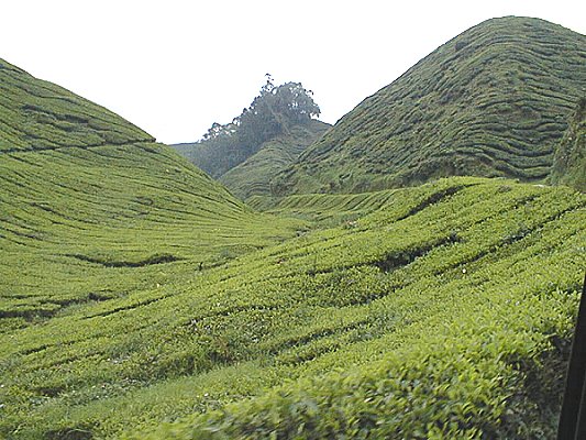 Tea Plantations in Cameron Highlands 