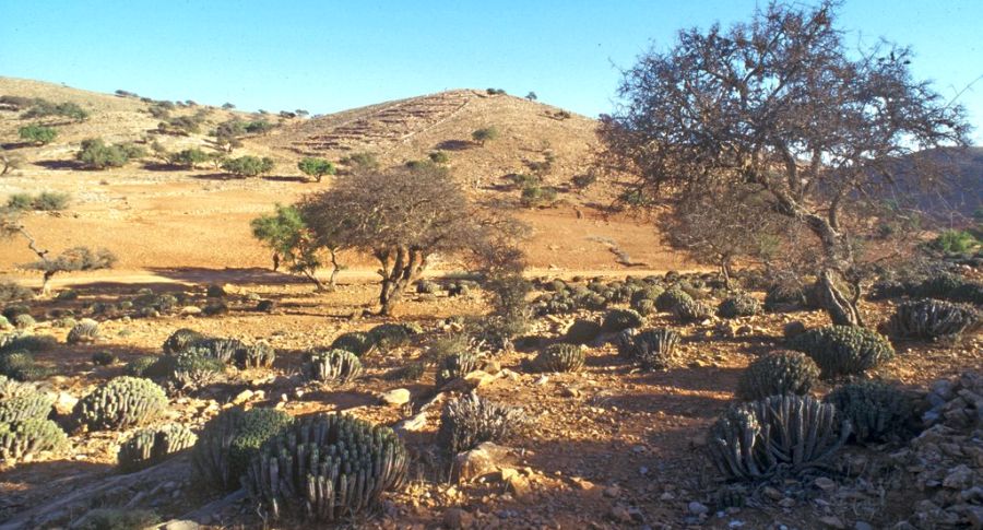 In the sub-sahara south of the High Atlas