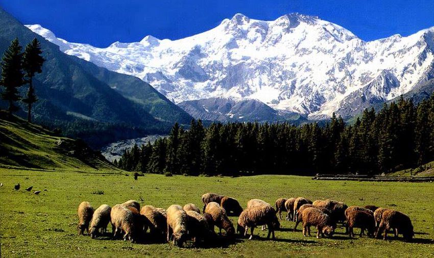 North ( Rakhiot ) Face of Nanga Parbat from Fairy Meadows