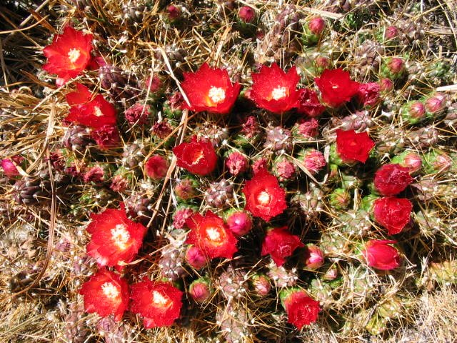 Santa Cruz trek in the Andes of Peru