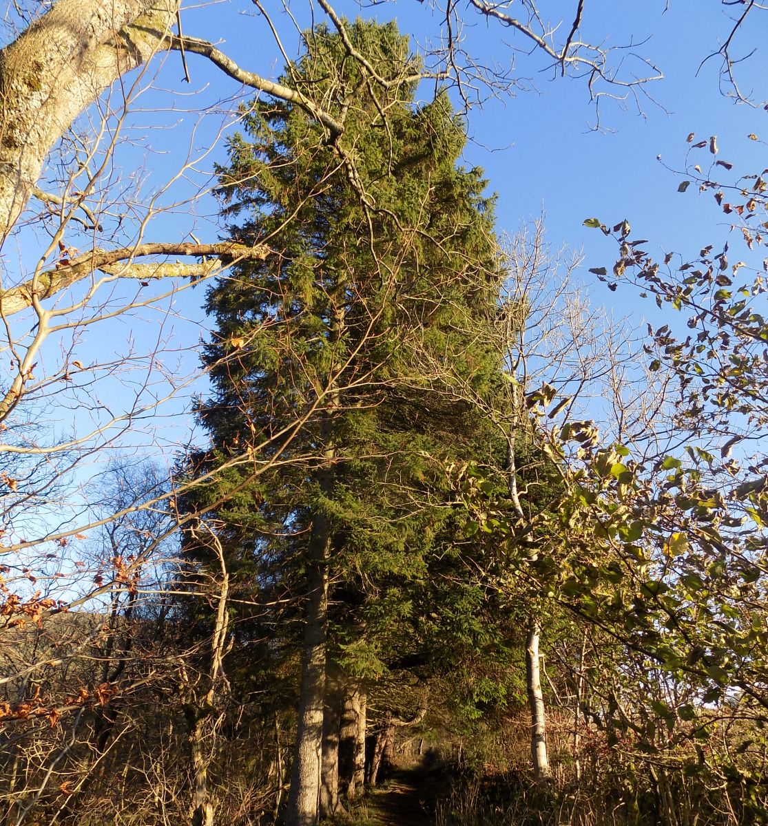 Path on route to Alloch Dam