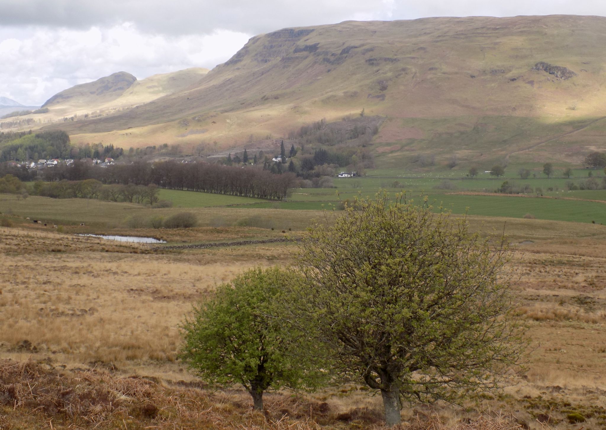 Dumgoyne and Campsie Fells from above