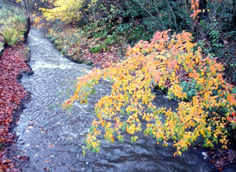 Manse Burn at Bearsden Cross