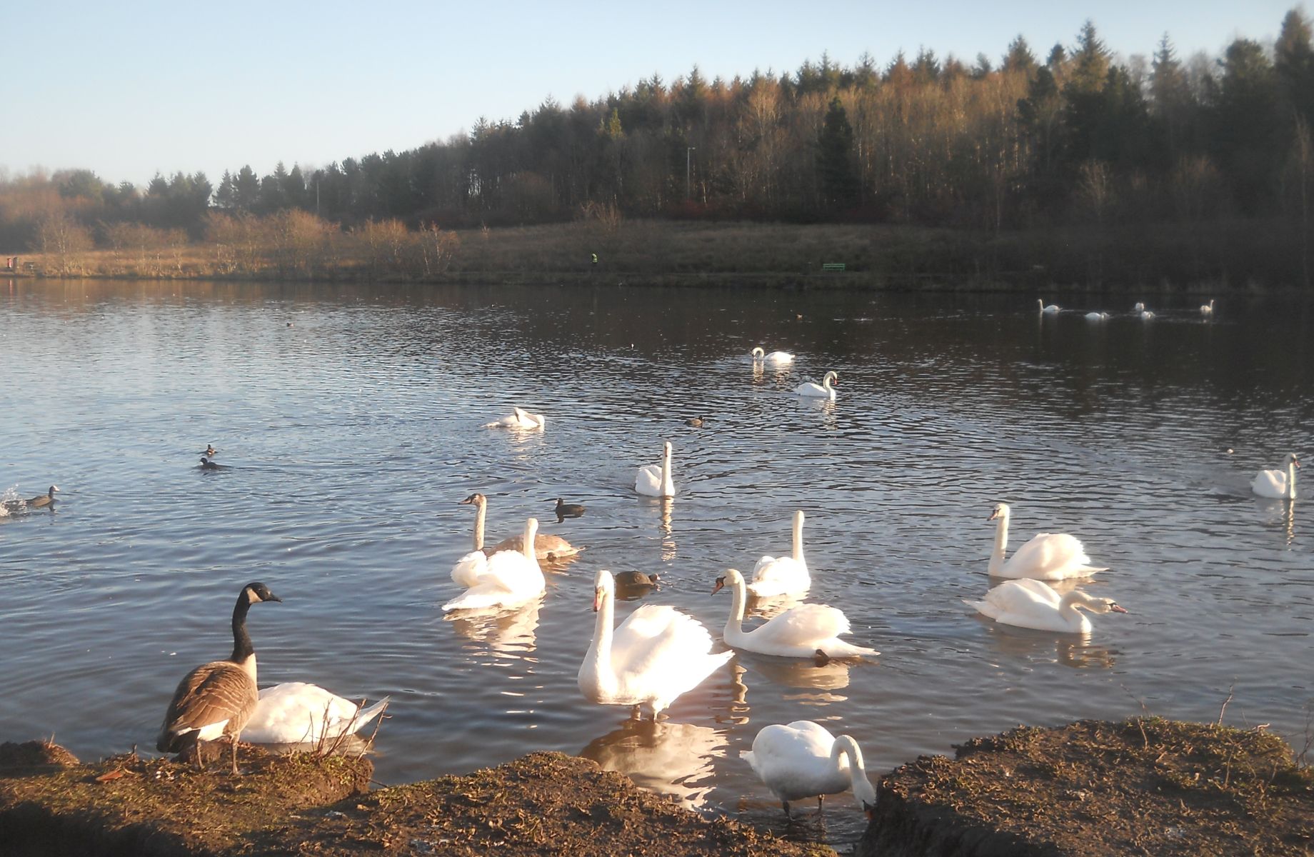 Broadwood Loch at Cumbernauld