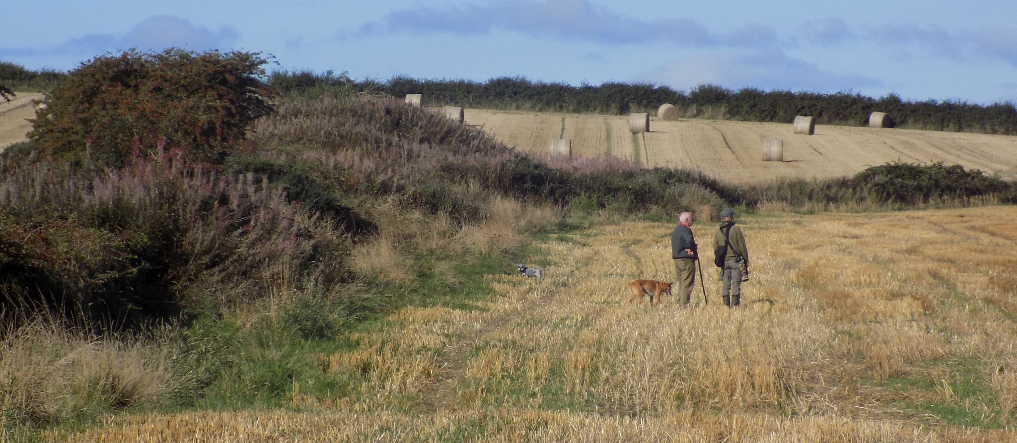 Fields beside Gadloch