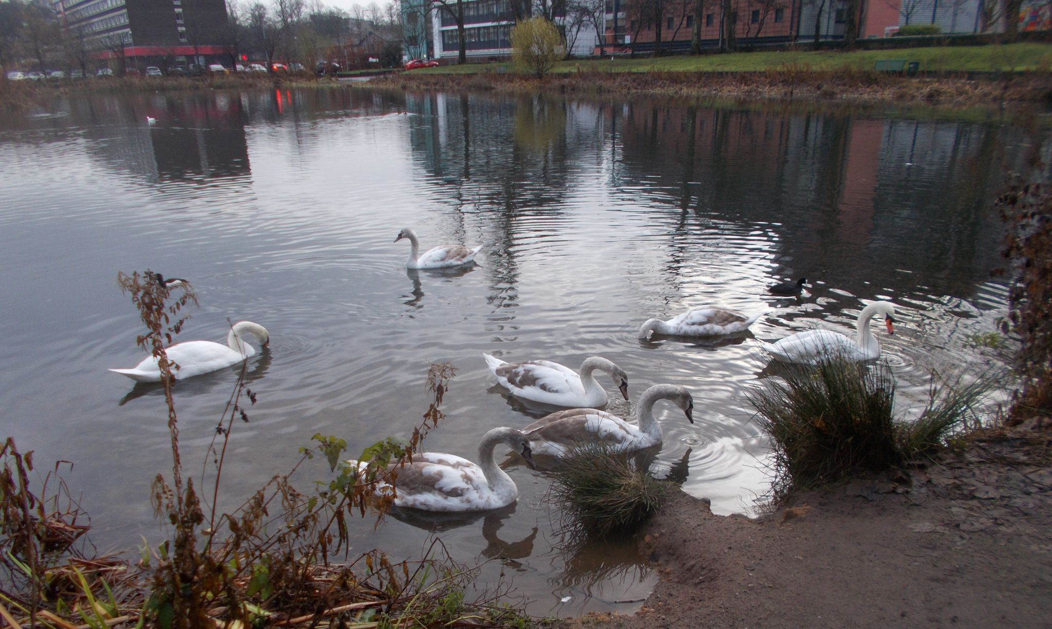 Bingham's Pond in Great Western Road