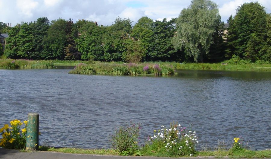 Bingham's Pond in Great Western Road