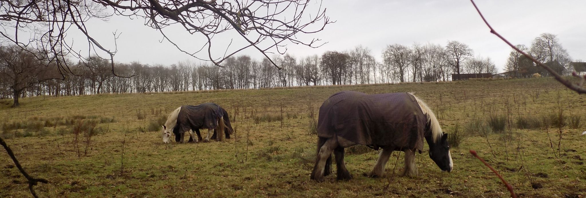 Horses above the driveway to Easter Moffat Golf Club