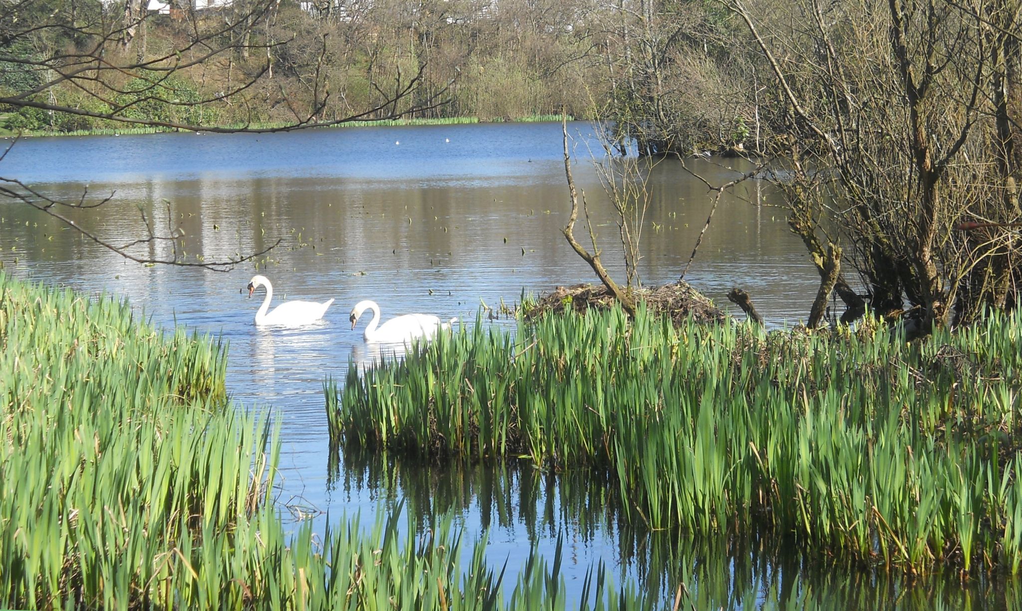 Swans at Kilmardinny Loch in Bearsden