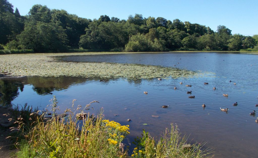 Waterbirds at Kilmardinny Loch in Bearsden