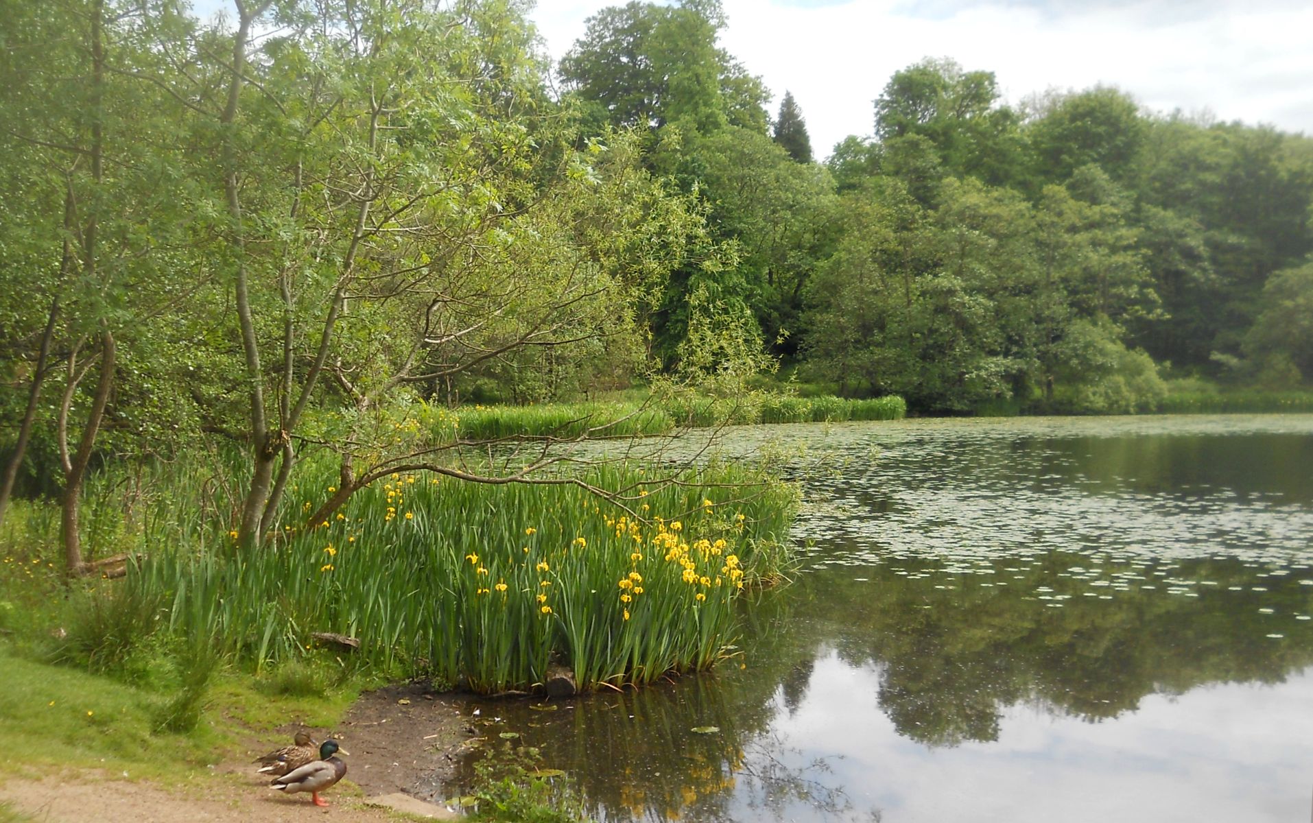 Kilmardinny Loch in Bearsden