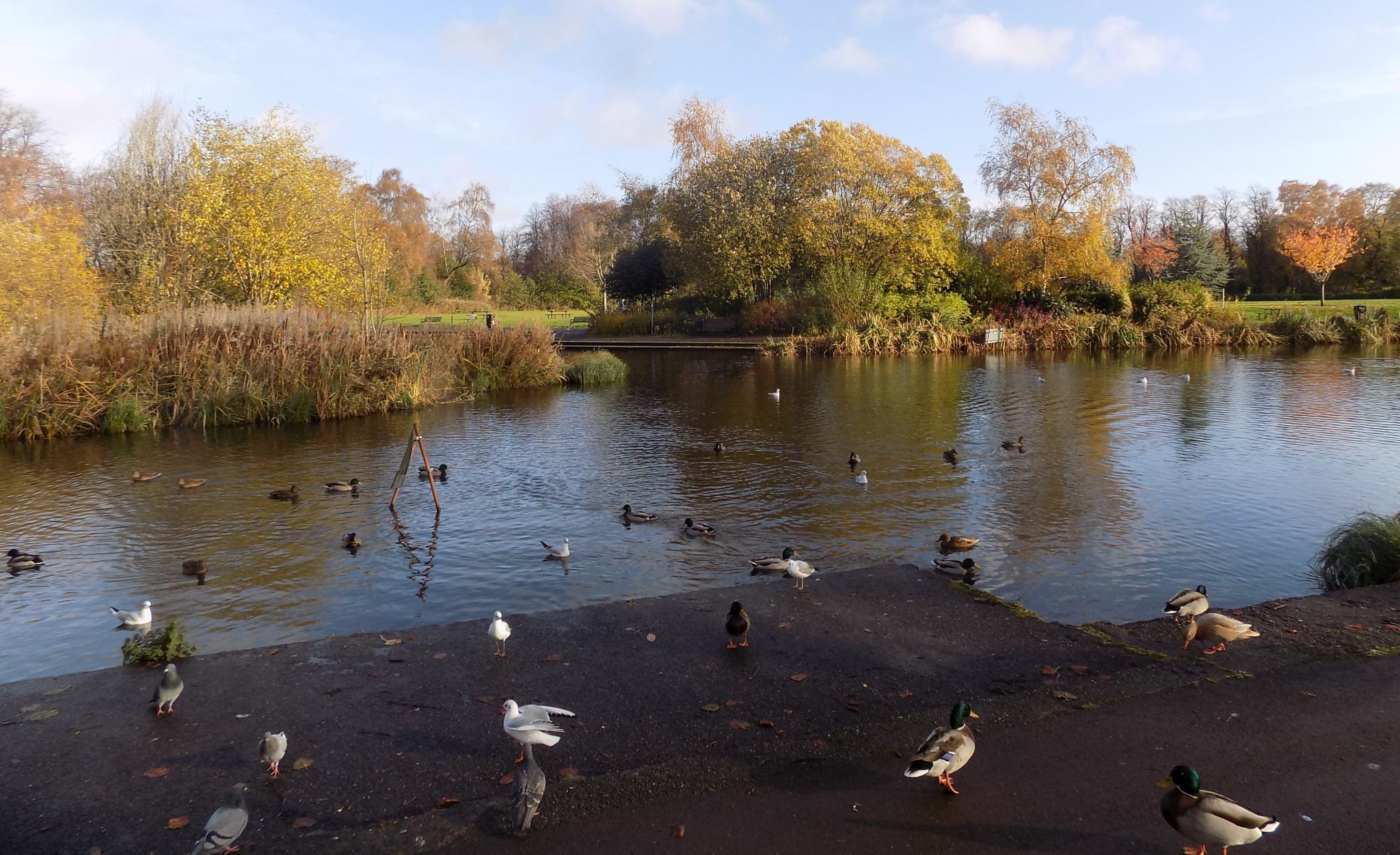 Pond in Maxwell Park