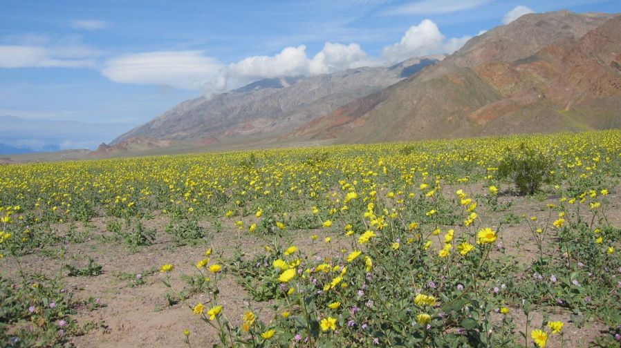 Desert Flowers in Death Valley