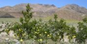 Death_Valley_flowers_3.jpg